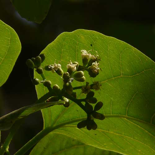 Nearle Hannu - Agriculture Commodity