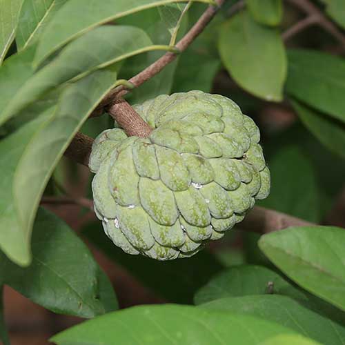 Seetafal - Agriculture Commodity