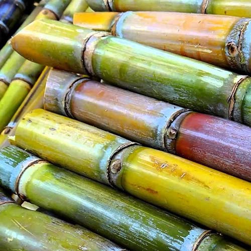 Cane - Agriculture Commodity