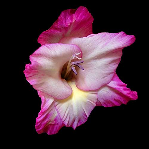 Gladiolus Bulb - Agriculture Commodity