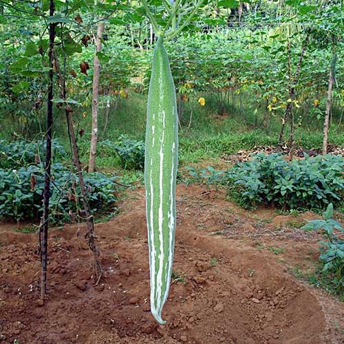 Snake gourd - Agriculture Commodity