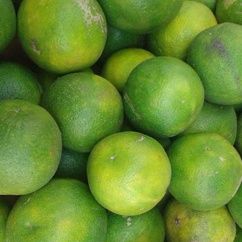 Mousambi (Sweet Lime) - Agriculture Commodity