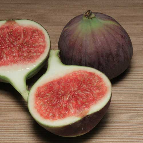 Fig (Anjura/Anjeer) - Agriculture Commodity