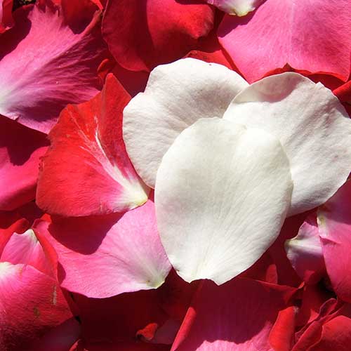 Rose(Loose) - Agriculture Commodity