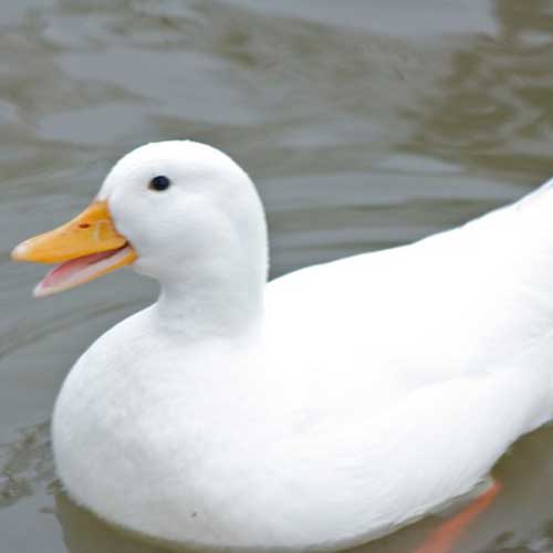 Duck - Agriculture Commodity